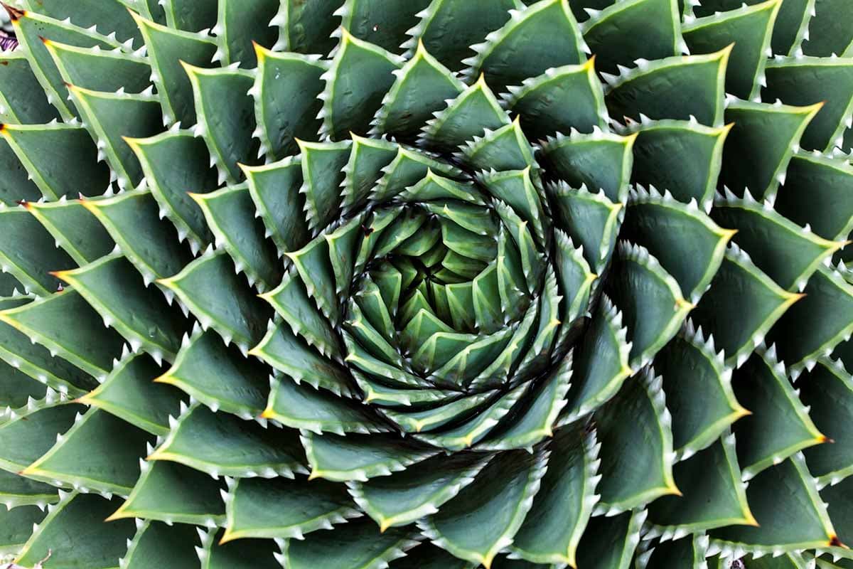Aloe spiral