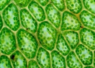 Voronoi example
